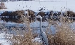 Sulak alanların zarif sakini Erzincan’da görüntülendi