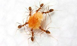 Evdeki Karınca İstilasına Doğal Çözümler