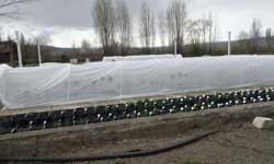 Koparmanın Bedeli 700 Bin TL: Erzincan’da Özel Bitkiye Özel İlgi