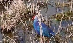 Bu Görüntü Çok Konuşulacak: Erzincan’da Ender Tür Kaydedildi