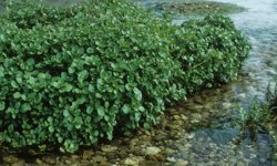 Bilim Dünyası ‘En Sağlıklı’ Sebzeyi Tescilledi!