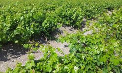 Anadolu’nun En Eski Bağlarından Biri Erzincan’da mı?