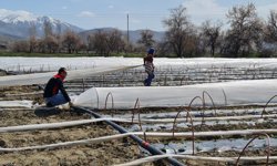 Üzümlü’de erkenci üretim hamlesi: 100 bin fide toprakla buluştu