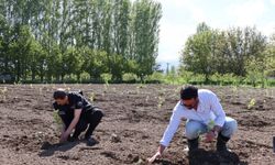 Erzincan’da Koleksiyon Bahçesi Kuruldu