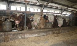 Erzincan Et Bölgesi Olunca Hareketlilik Arttı