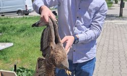 Erzincan'ın Kargaları Saldırdı, Yaralı Kurtuldu