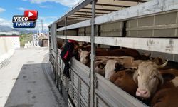 Kurbanlık Sevkine Erzincan’dan Sıkı Denetim