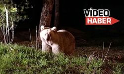 Erzincan’da korkutan yakınlaşma...