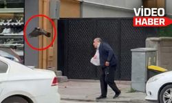 Erzincan'da Karga Dehşeti! Yoldan Geçen Vatandaşa Defalarca Saldırdı