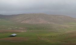 Erzincan’da 2400 Rakımda Hayvan Refahı İçin Örnek Çalışma