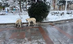 Yılbaşına kadar sokaklarda hayvan kalmayacak
