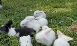 Erzincan'da Örnek Proje: Hollanda Teddy Lop Tavşanları İlgi Görüyor (VİDEO HABER)
