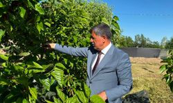 Erzincan'da dut bereketiyle geldi...Başkan Aksun hasada katıldı...