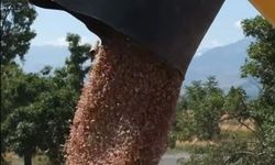 Erzincan Belediyesi'nin 1.095 Dönümlük Tarlalarında Hasat Başladı