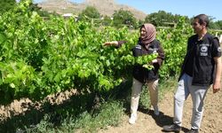 Erzincan’da Çiftçiler İçin Yeni Bir Ekonomik Gelir Kapısı Tanıtıldı