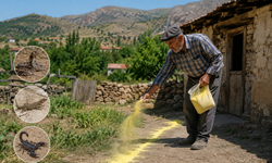 Erzincan'da Yazın En Çok Aranan Ürünlerinden Biri Oldu! Kilosu 75 TL'den Satılıyor