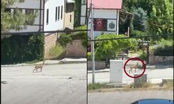 Erzincan'da Doğanın Güzel Mesajı: Artık Sokaklarda...