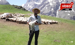 Erzincan Tulum Peynirinin Lezzet Sırrı Yaylalarda..