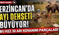 Erzincan’da Ayı Dehşeti Büyüyor! Bu Kez 30 Arı Kovanını Parçaladı