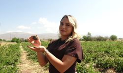 Erzincan’da Bir Kadın Girişimcinin Toprakla Yazdığı Hikâye: Her Şey Bir Aronya Fidanıyla Başladı