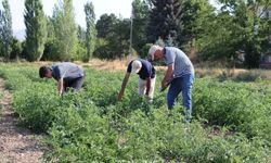 Geleceğin Tarım Uzmanları Erzincan Enstitüde Yetişiyor