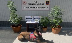 Erzincan’da Jandarma Sahada! 1 Ayda 445 Kişi Yakalandı...