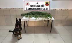 Erzincan’da Narkotik Ekipleri Harekete Geçti: 227 Kök Kenevir Ele Geçirildi