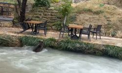 Erzincan’da Şaşırtan Görüntü: Yavru Ayı Restoranın Kapısına Kadar Yaklaştı (VİDEO)