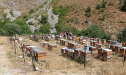 Erzincan’da Arıcılık Desteklemesi Takvimi Güncellendi!
