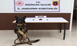 Refahiye’de Uygulama Noktasında Yakalandı: 13 Gram Skunk Ele Geçirildi