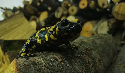 Erzincan’da Benekli Semender görüntülendi
