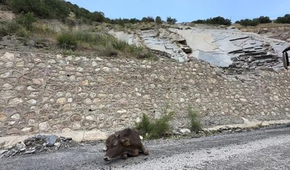 500 metrelik kayalıktan düşen inek ağır yaralandı