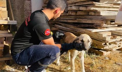 Yavru köpeğin imdadına itfaiye ekipleri yetişti
