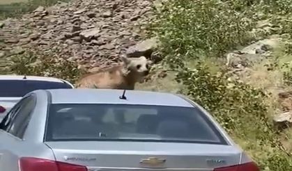 Ayılar yol kesti