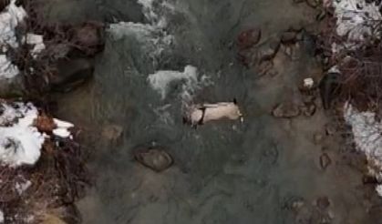 Erzincan yolunda yaban keçilerinin ilginç anları