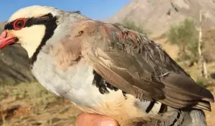 Keklik milyonlarca kene yer efsanesi çöktü!