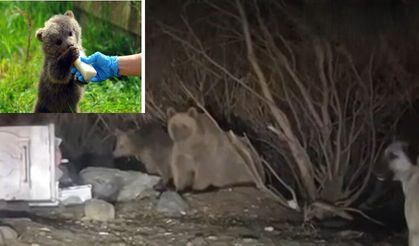 Pülümür önce yavru ayıya sahip çıktı sonra ise...