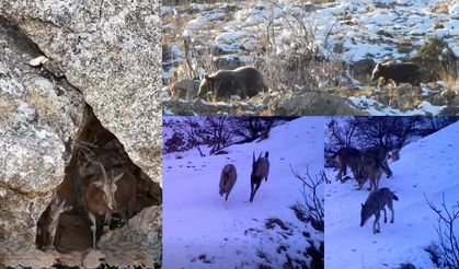 Keçi, kurt, ayı.... Doğada yaşam mücadelesi