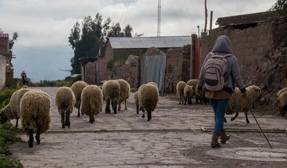 Erzincan’da Hayvancılığa Dev Destek: 100 Küçükbaş Hayvan ve Aylık 15 Bin TL Maaş Gibi Yardım!