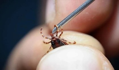 Kene Kabusu Geri Döndü: Tokat’ta Can Kaybı, Erzincan’da Alarm!