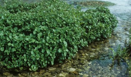 Bilim Dünyası ‘En Sağlıklı’ Sebzeyi Tescilledi!