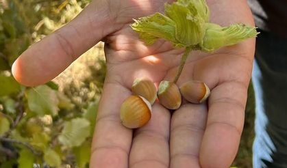 Erzincan'da yatırımcıların yeni gözdesi fındık hasadı başladı