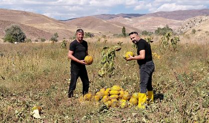 Tercan’da Organik Kavun Hasadı Başladı