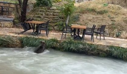 Erzincan’da Şaşırtan Görüntü: Yavru Ayı Restoranın Kapısına Kadar Yaklaştı (VİDEO)