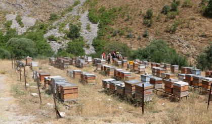 Erzincan’da Arıcılık Desteklemesi Takvimi Güncellendi!