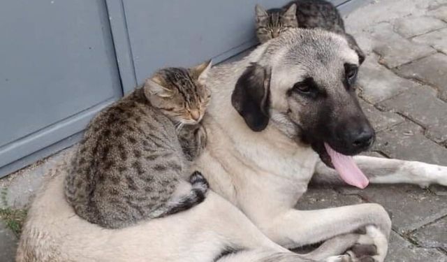 Kedi ve köpeğin güzel dostluğu