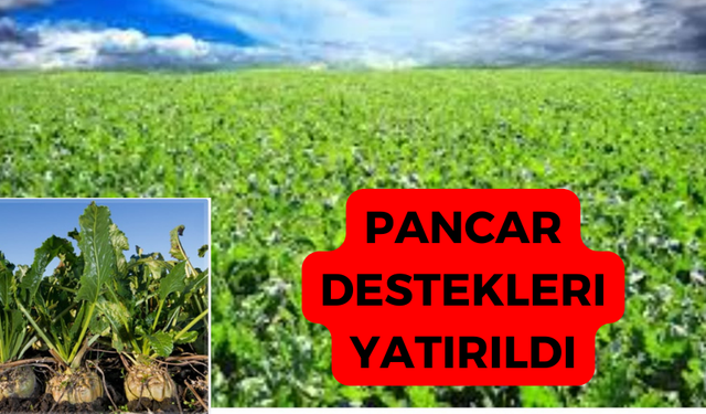 Pancar Destek Ödemeleri Yapıldı