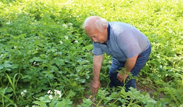 Erzincan’da 65 Çiftçi İle 181 Dekarla Patates’e Destek