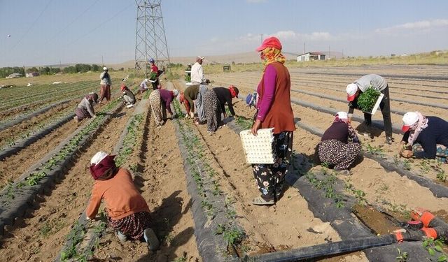 Tarım işçileri bunaltıcı sıcaklara rağmen tarlalarda çalışmaya devam ediyor