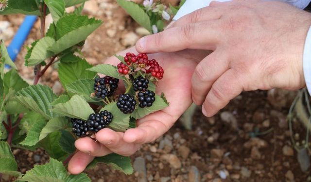 Böğürtlen üretimi, Erzincan'ın tarım sektöründe yeni bir soluk getiriyor